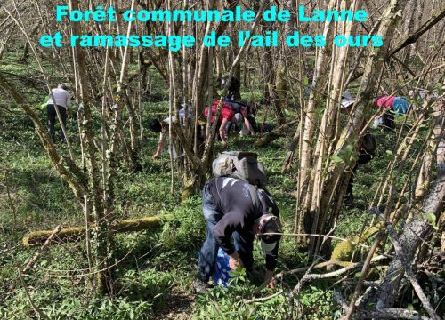 7 Ail des ours
