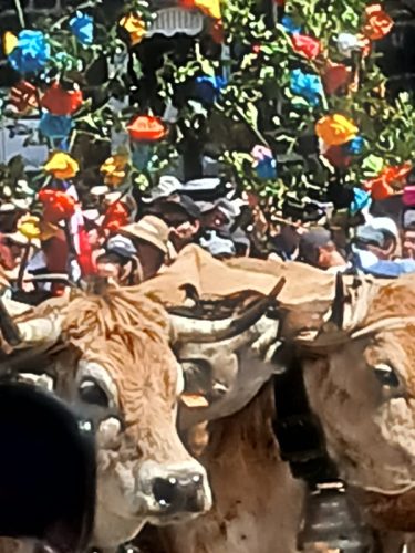 AUBRAC