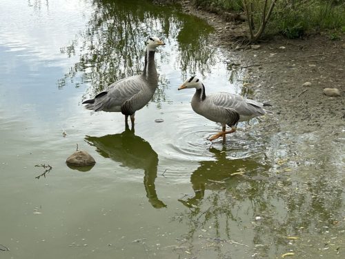 MAZERES DOMAINE DES OISEAUX