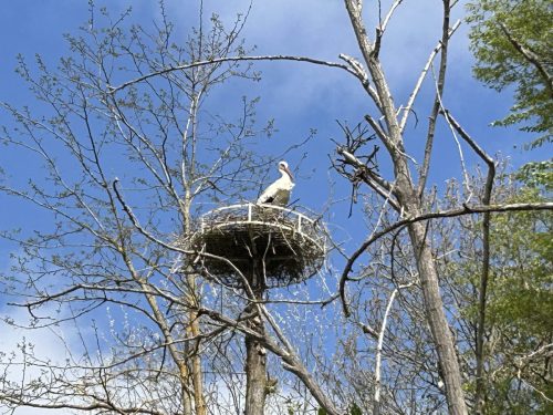 MAZERES DOMAINE DES OISEAUX